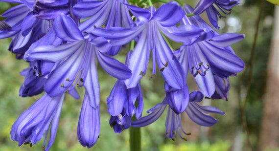 Which Agapanthus is Best for You?