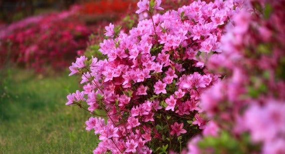 Which Azalea is Best For You?