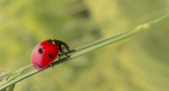 How to Encourage Nature in Your Garden - by Doing Less Work