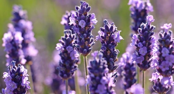 Which Lavender is Best For You?