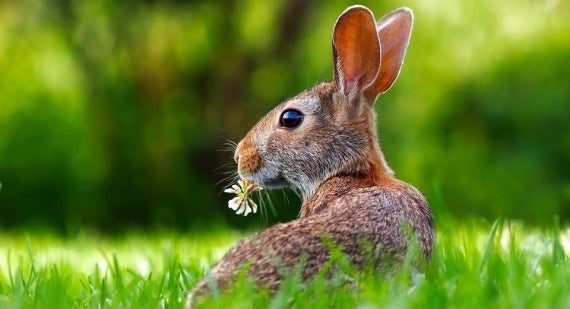 Which Plants Are Rabbit- and Possum-Proof?