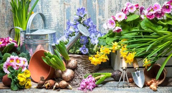 How to Plant Spring Bulbs