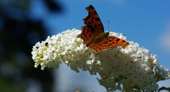 Which Buddleia is Best For You?