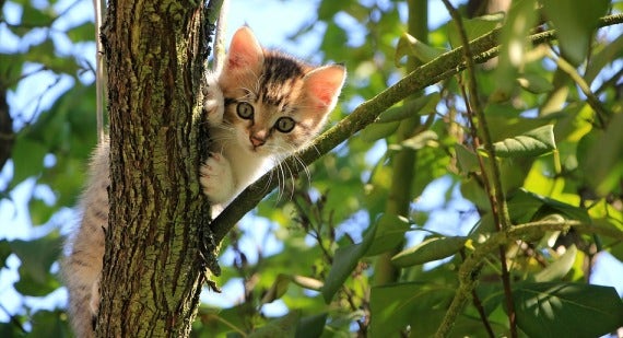 Plants Safe for Cats