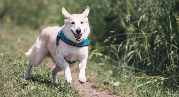 is garden lime poisonous to dogs