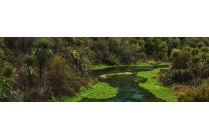 Plant the Look - New Zealand