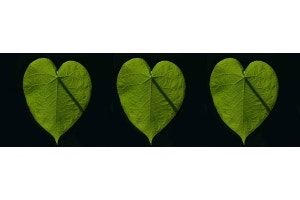 heart shaped leaves in a row