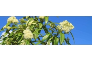 lemon myrtle flowers against a blue sky