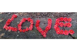camellia flowers spelling love