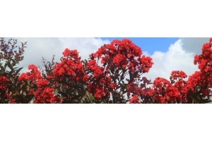 red crepe myrtle against a blue sky