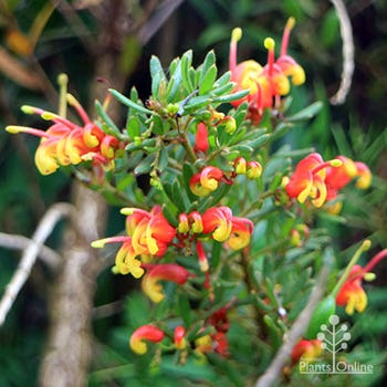 Grevillea Fire Cracker