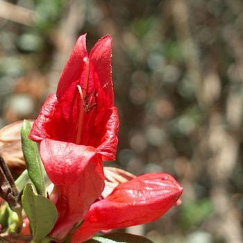 Graptophyllum scarlet fuchsia tubestock flowering