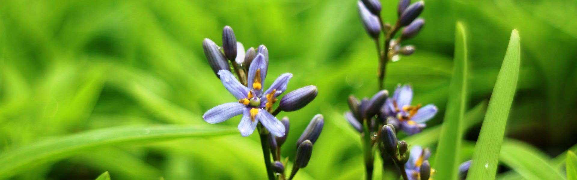 dwarf dianella flower in closeup