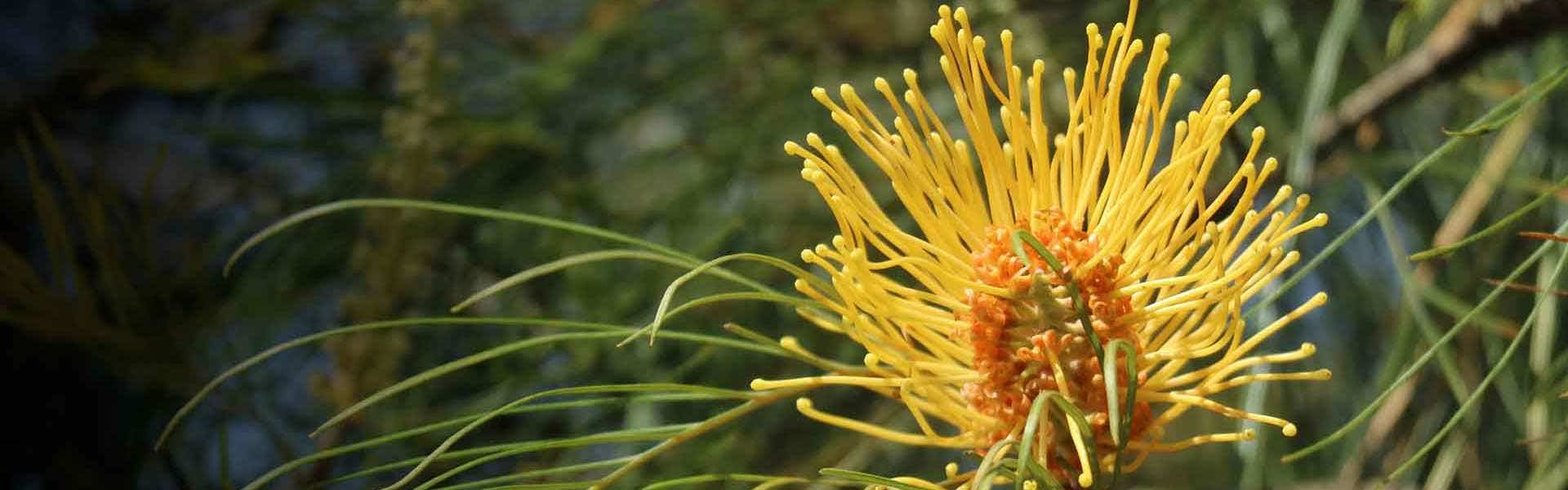 yellow grevillea flower