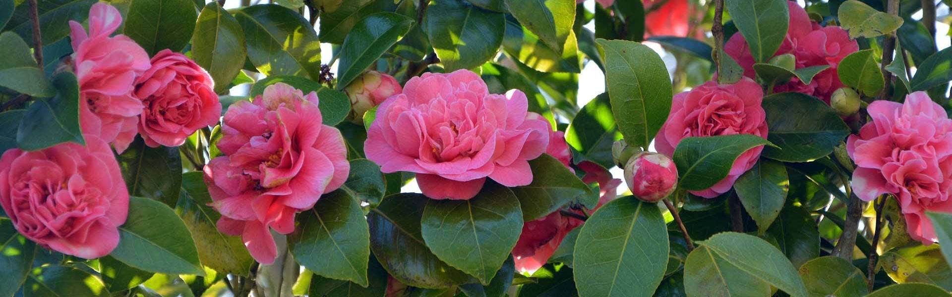 camellia bush in flower