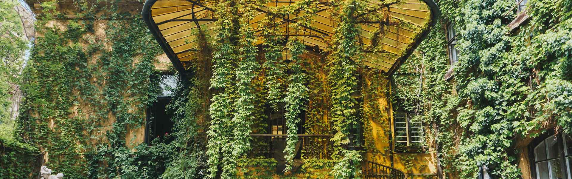 Fast-growing climbers