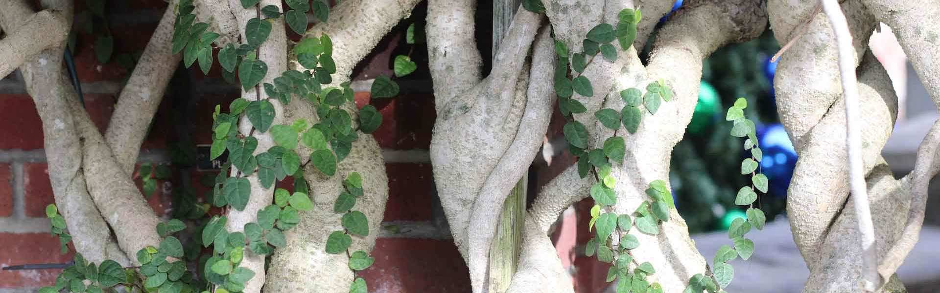 climbing vines intertwined