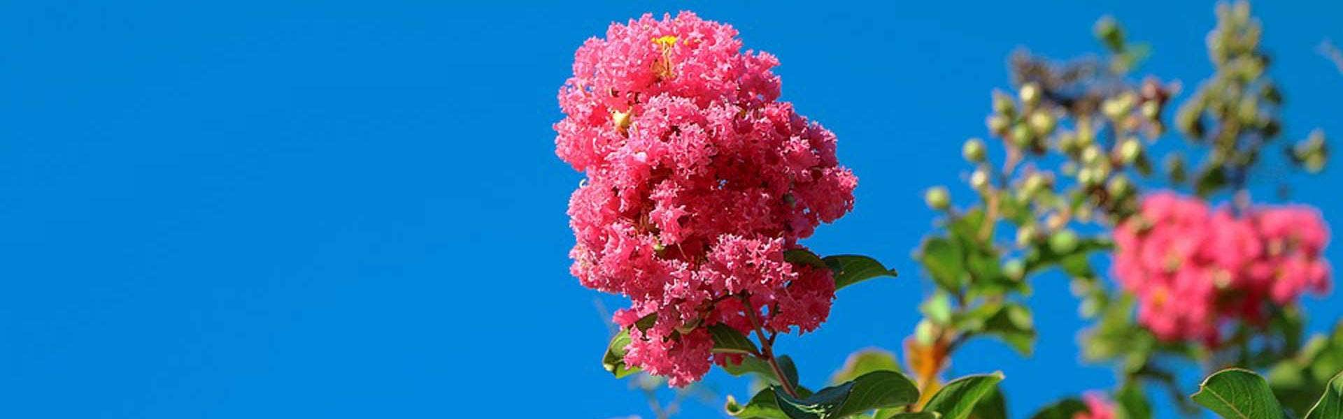 a pink tank covered in pink flowers on a pink background Stock