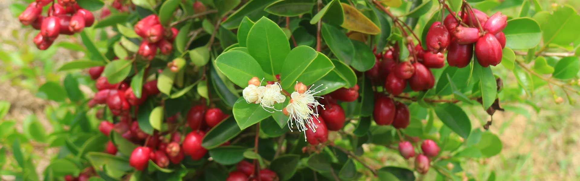 lilly pilly hedging