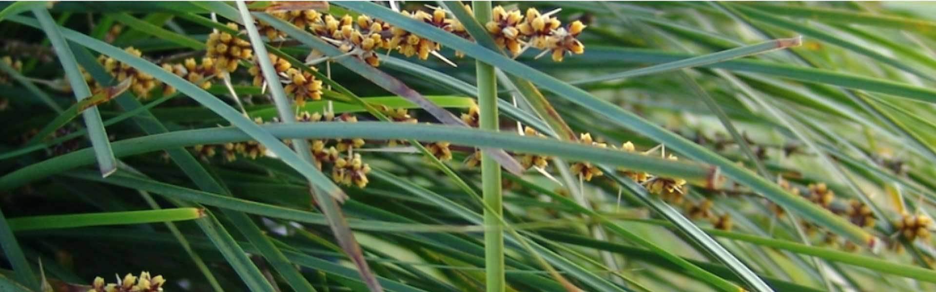 Which Lomandra is Best For You?