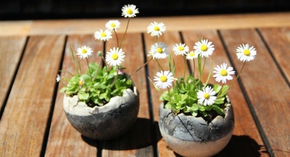 Best daisy-flowered plants