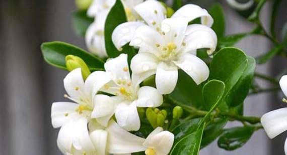 Which Plants Are Best For Scent?