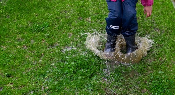 The best plants for wet soils