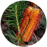 shop for banksia