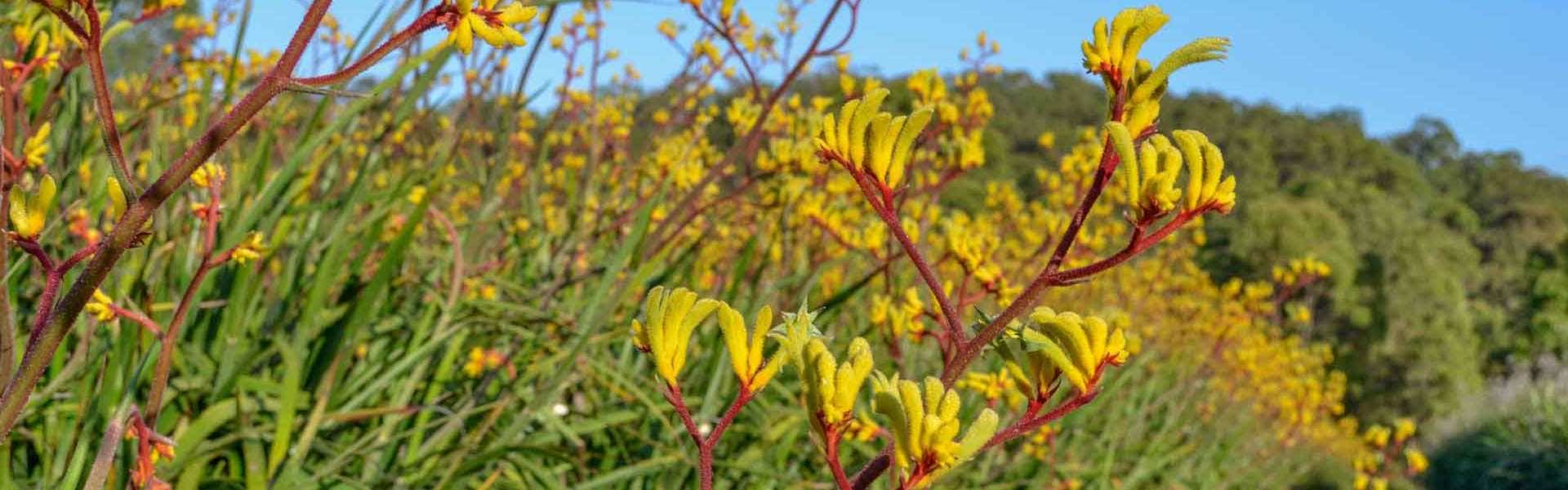 yellow kangaroo paws