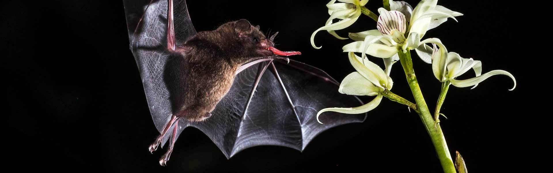 Bat pollinating an orchid