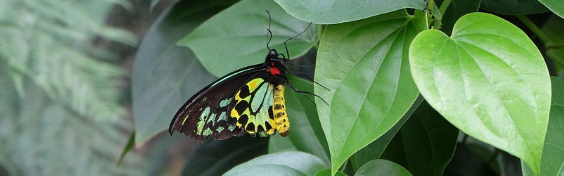 hypolimnas native butterfly