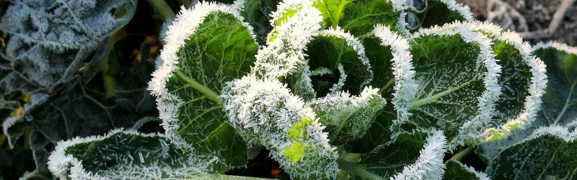 Frost Tolerant or Frost Hardy?