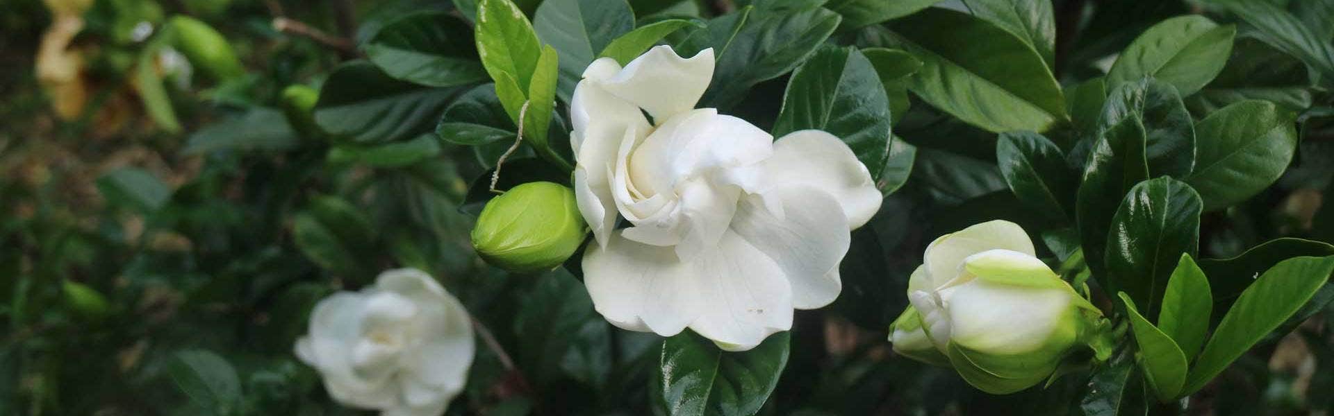 Which Gardenia is Best For You?