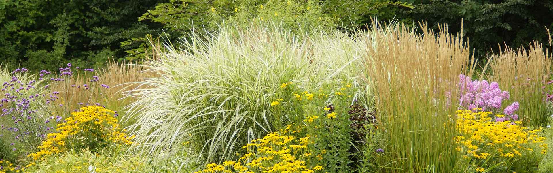 How To Garden With Grasses