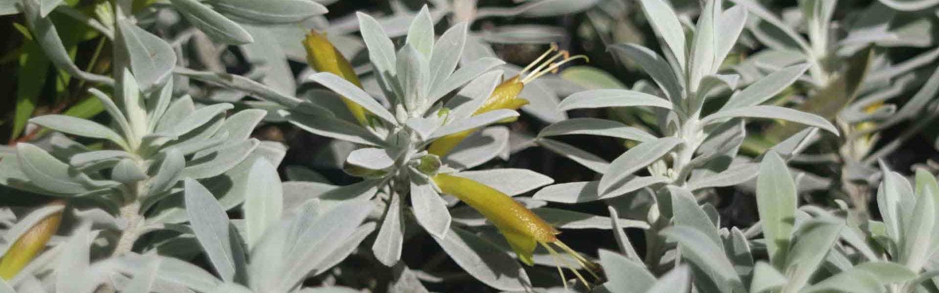 Plant The Look - Silver-Leaved Plants