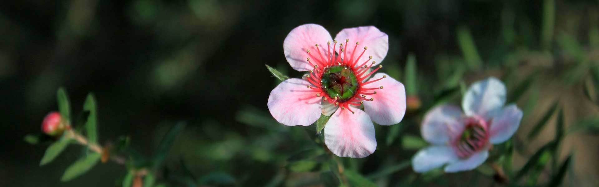 tea tree flowers