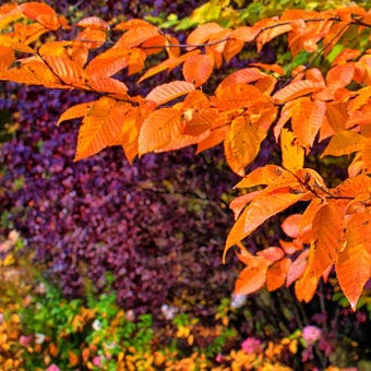 autumn leaves