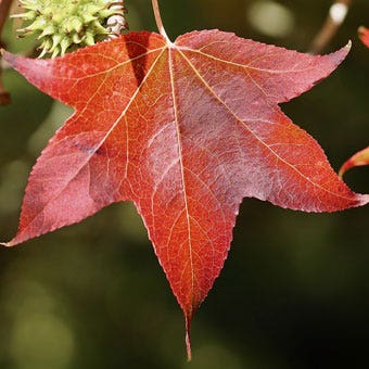 autumn leaf