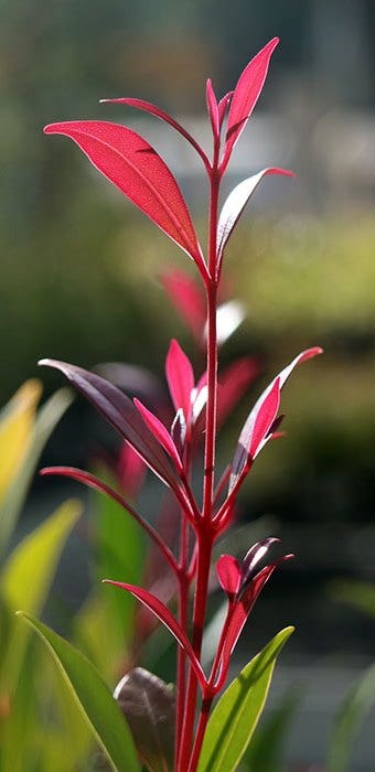 lilly pilly