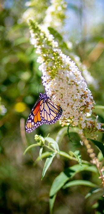 butterfly on buddleia