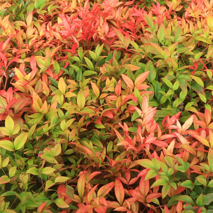 nandina