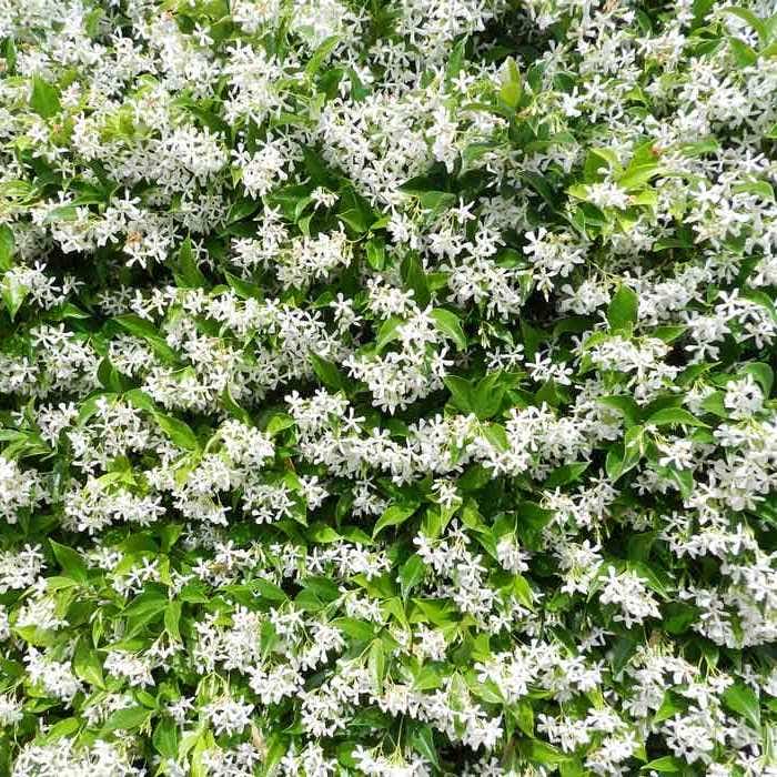 star jasmine