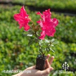 APO Dorking Tubestock 250