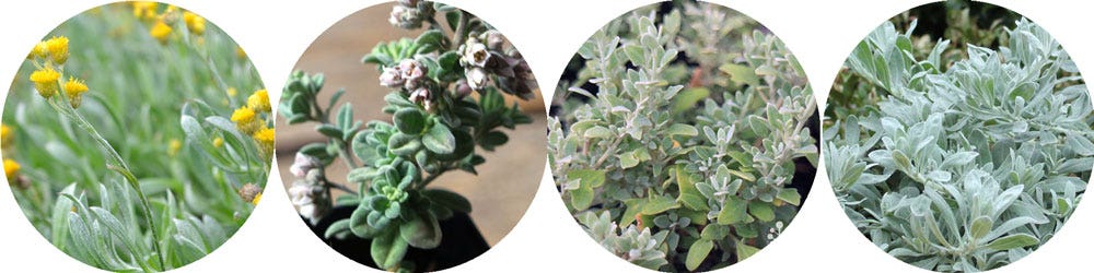 yellow buttons, downy zieria, saltbush, emu bush downy silver native plants