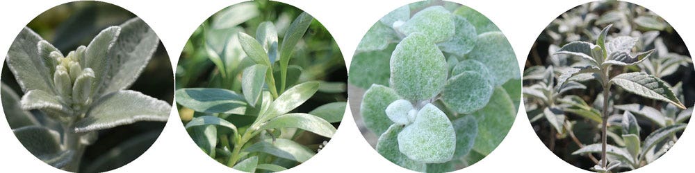 lambs ears, silverbush, licorice plant, buddleia downy silver plants