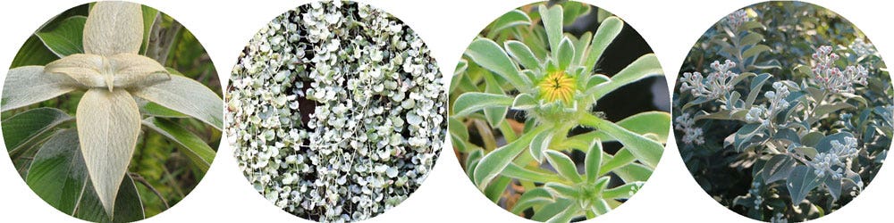 pewter plant, silver falls, gold coin, NZ xmas bush downy silver plants