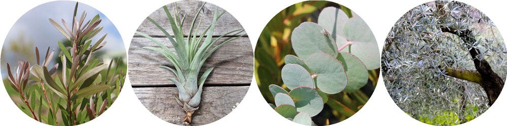 bottlebrush, airplant, blue gum, olive leathery silver plants