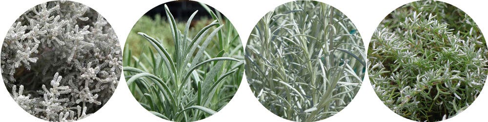 cotton lavender, lavender, curry bush, silver cloud skinny-leaved silver plants