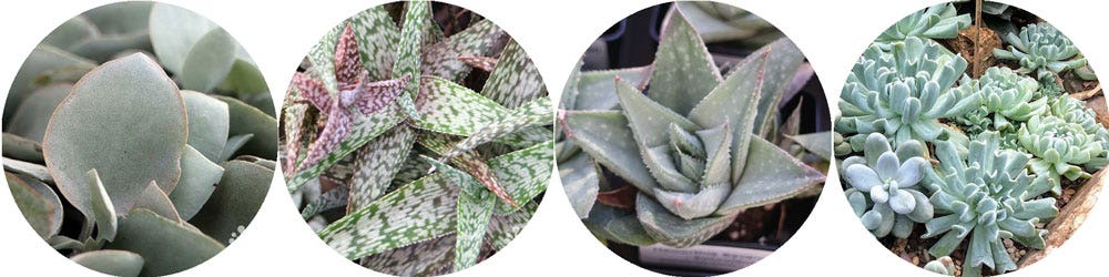 silver succulents silver succulents