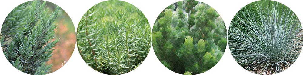 juniper, hedgehog euphorbia, woolly bush, fescue skinny-leaved silver plants